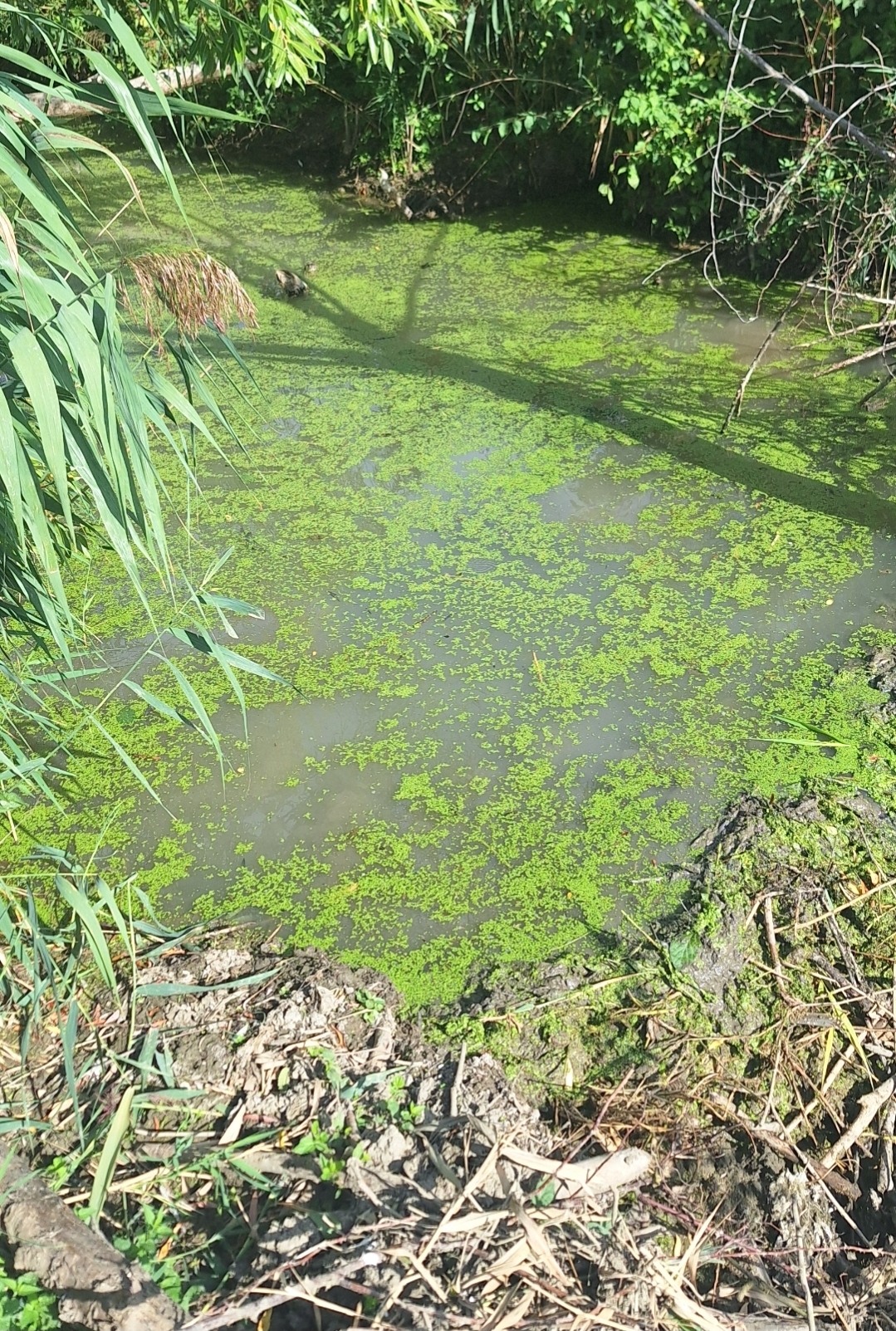 Ententeich mit viel grüner Algenblüte und Schilf im Vordergrund
